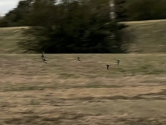 Charadrius vociferus