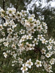 Leptospermum lanigerum