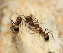 Camponotus nicobarensis