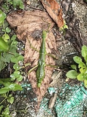 Periphetes forcipatus