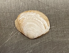 Macoma