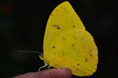 Phoebis philea philea