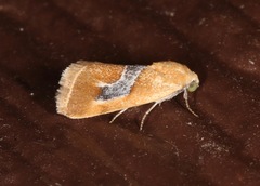 Ponometia venustula