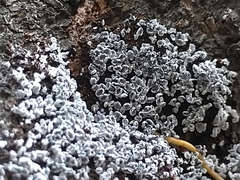 Physarum pezizoideum