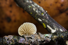 Crepidotus variabilis