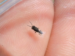 Eurytomidae