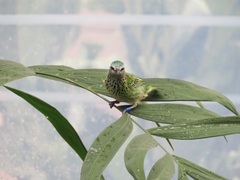 Ixothraupis punctata