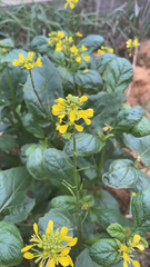 Rhamphospermum arvense