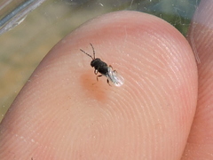 Eurytomidae