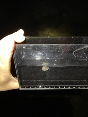 Gastropteron pacificum