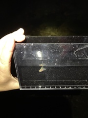 Gastropteron pacificum