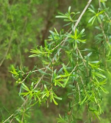 Kunzea leptospermoides