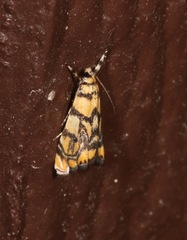 Diptychophora harlequinalis