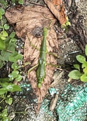 Periphetes forcipatus