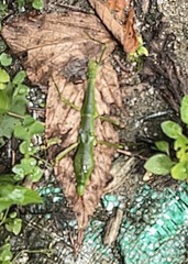 Periphetes forcipatus