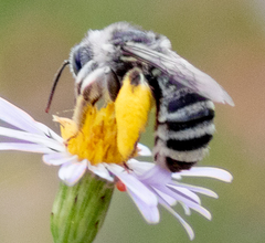 Anthophorula