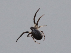 Larinioides cornutus