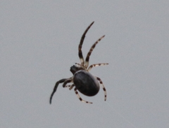 Larinioides cornutus