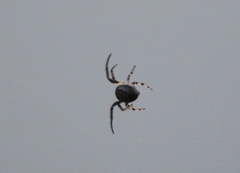 Larinioides cornutus