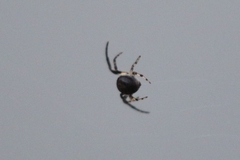 Larinioides cornutus