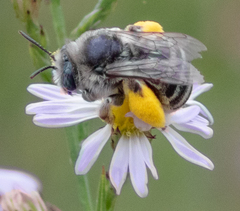 Anthophorula