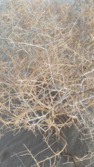 Psorothamnus polydenius