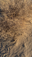 Psorothamnus polydenius