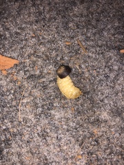 Sceliphron caementarium