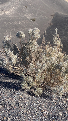 Atriplex hymenelytra