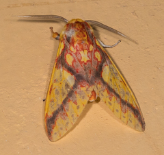 Symphlebia