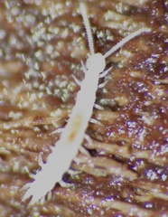 Symphyla
