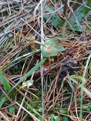Psilocybe pelliculosa