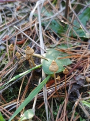 Psilocybe pelliculosa