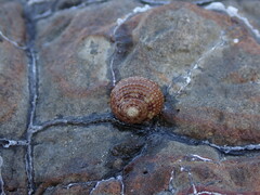 Trochoidea