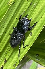 Lucanidae