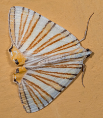 Pityeja histrionaria