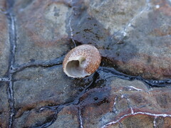 Trochoidea