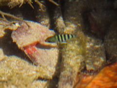 Abudefduf bengalensis