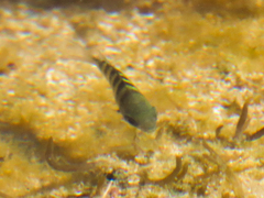 Abudefduf bengalensis
