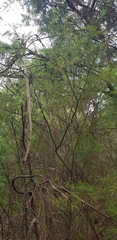 Kunzea ambigua