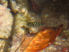 Abudefduf bengalensis