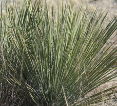 Yucca angustissima