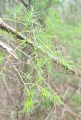 Kunzea ambigua