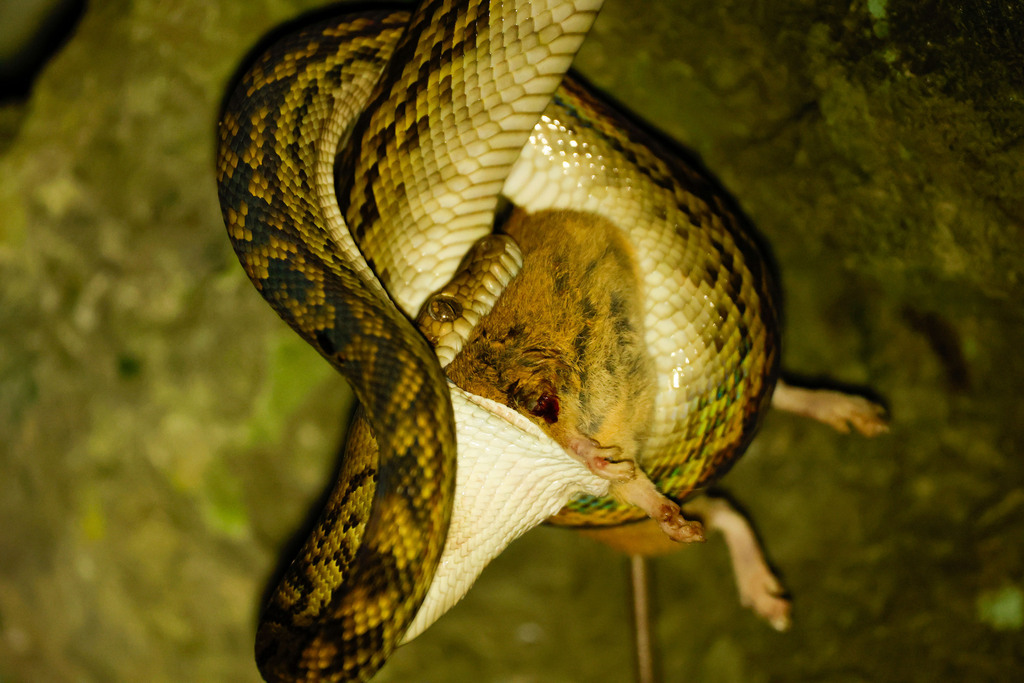 Australian Scrub Python from Etty Bay QLD 4858, Australia on October 23 ...
