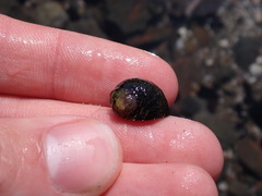 Nerita funiculata