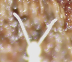 Symphyla