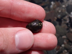 Nerita funiculata