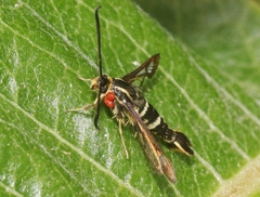 Synanthedon bibionipennis