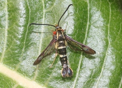 Synanthedon bibionipennis
