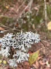 Hypogymnia tubulosa
